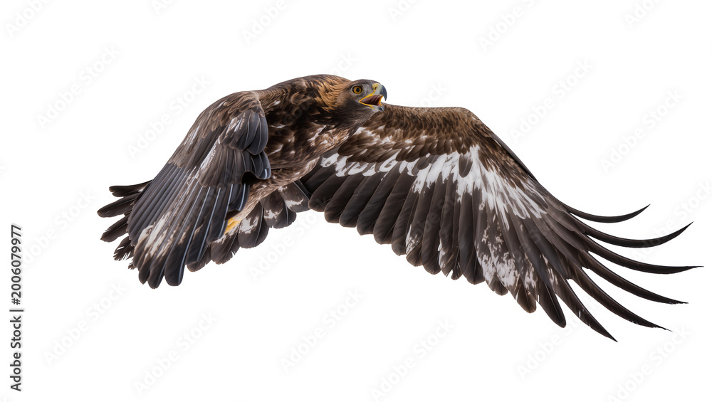 Obraz premium Majestic golden eagle with outstretched wings soaring in flight, isolated on transparent background