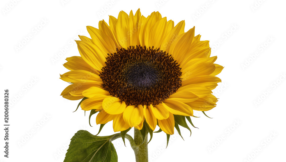 Naklejka premium Bright yellow sunflower with dark brown center, isolated on transparent background