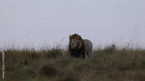 Cresting a grassy savannah ridge, a dark-maned Mara lion walks toward camera in frontal ridge-line silhouette, big cat encounter shot, Masai Mara National Reserve, Kenya, 4K UHD slow-motion B-roll