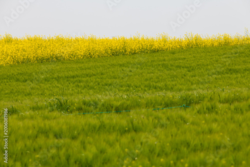 Vibrant spring landscape featuring yellow canola and green barley fields