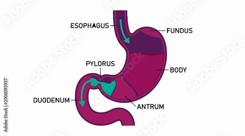 фотографія Human stomach and duodenum anatomy diagram with labeled parts