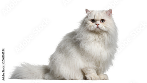 Φωτογραφία Fluffy white Persian cat with long fur, sitting elegantly isolated on transparen