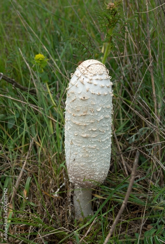 Shaggy Mane Mushroom (Coprinus Comatus) growing in the grass closeup