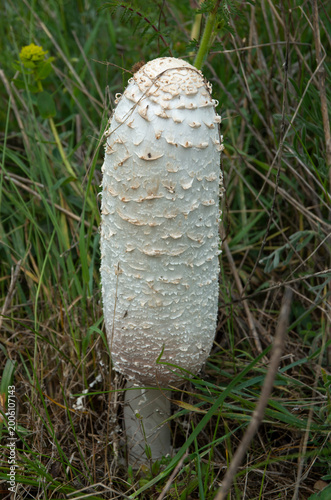 Shaggy Mane Mushroom (Coprinus Comatus) growing in the grass closeup