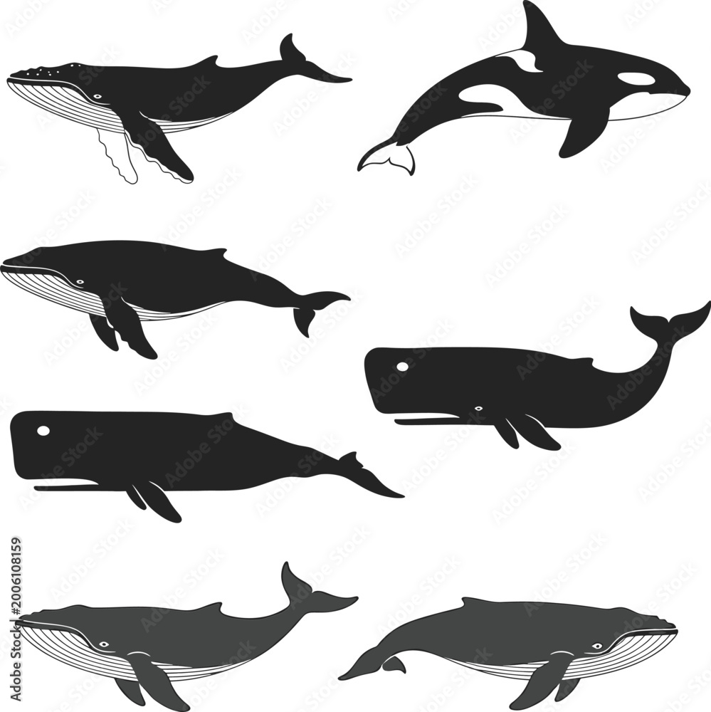 Obraz premium Whales and orcas swimming illustration Vector