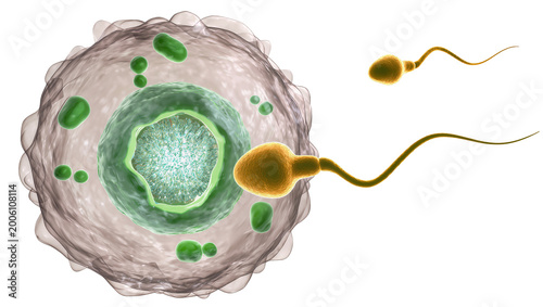 фотографія Sperm cells approaching an ovum, isolated on transparent background