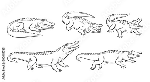 Alligator set, hand-drawn vector illustration of predatory reptiles