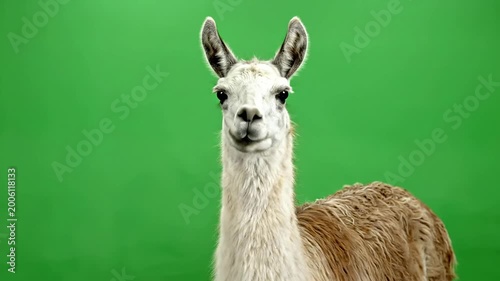 Curious Lama Against Vibrant Green Background with Soft Textures and Gentle Expression in a Closeup Portrait