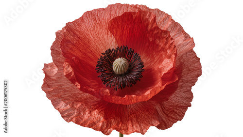 Bilde på lerret Vibrant red poppy flower with dark center, isolated on transparent background
