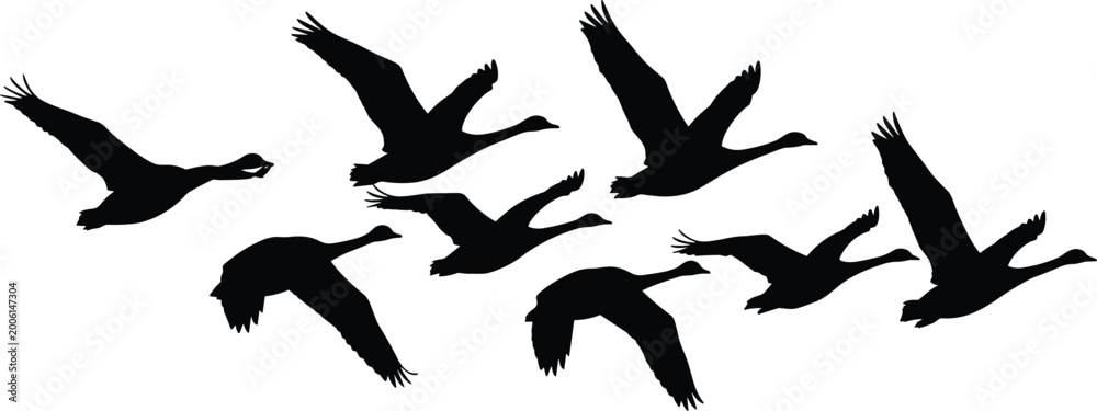 Obraz premium Black Silhouette Flock of Nine Geese Flying Together in Clustered Formation on White Background