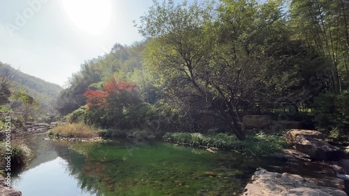 4K Yixing Bamboo Sea River and Forest Landscape