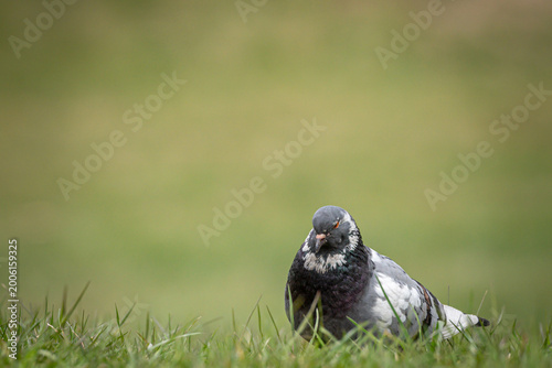pigeon on the grass
