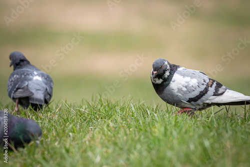 pigeons on the grass