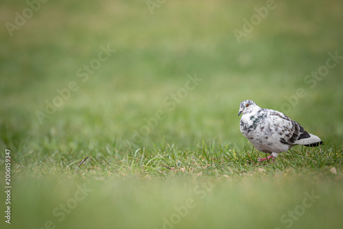 pigeon on the grass