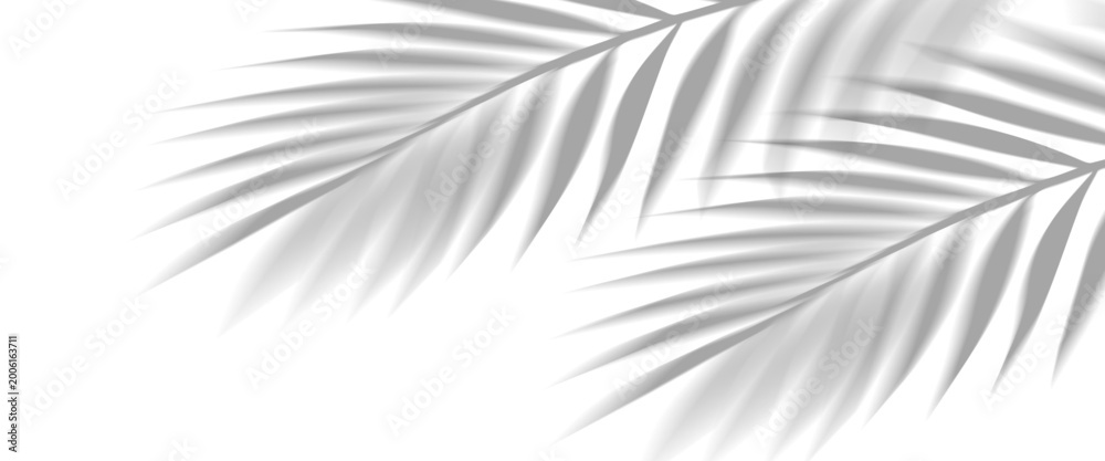 Fototapeta premium Overlay shadow effect of realistic tropical palm leaves on transparent background. Black and white coconut leaf blur shadow overlay summer decorative element design. Vector illustration.