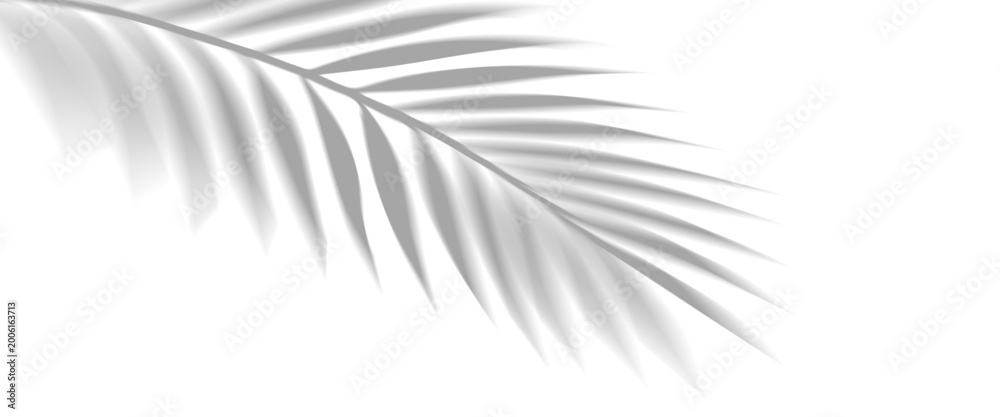 Obraz premium Overlay shadow effect of realistic tropical palm leaves on transparent background. Black and white coconut leaf blur shadow overlay summer decorative element design. Vector illustration.