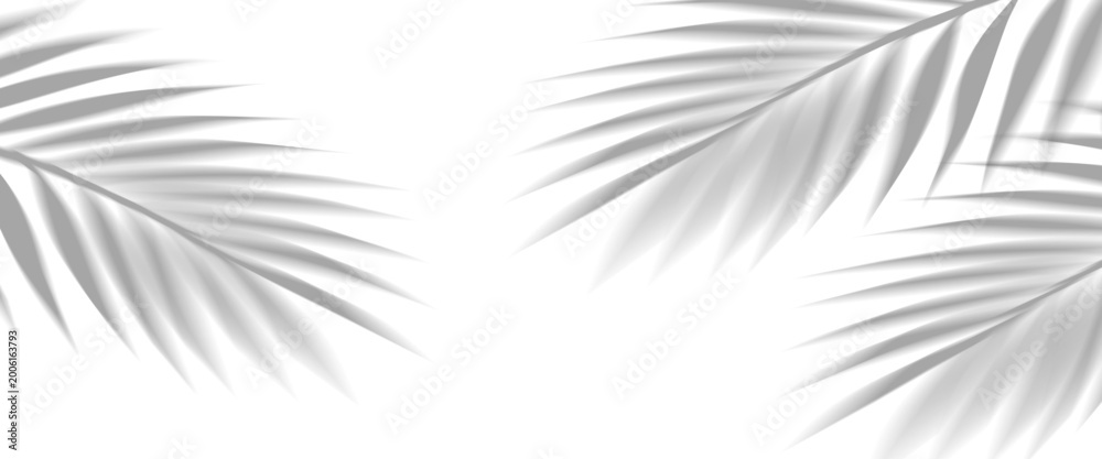 Fototapeta premium Overlay shadow effect of realistic tropical palm leaves on transparent background. Black and white coconut leaf blur shadow overlay summer decorative element design. Vector illustration.