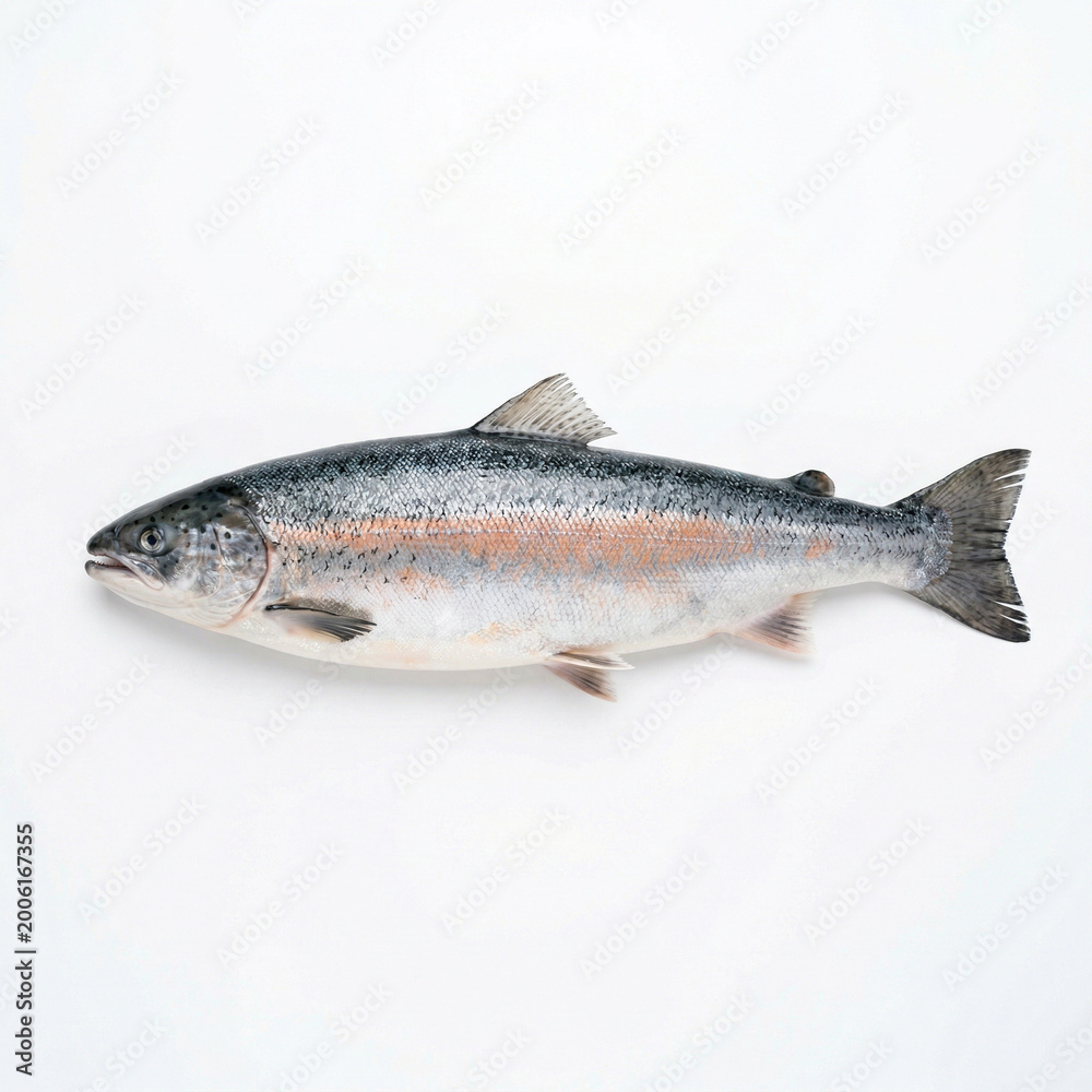 Obraz premium Fresh salmon fish on white background 
