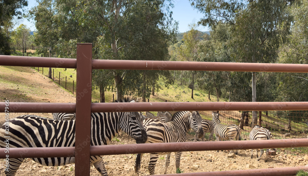 Obraz premium Zebra standing behind fence in an outdoor enclosure