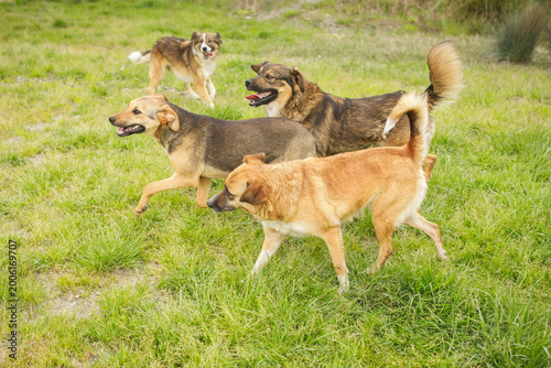 Two stray dogs jumping and playing energetically together in lush green grassy summer field with bushes behind