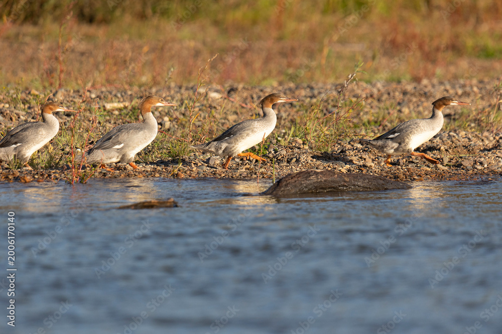Fototapeta premium Mergus walk along the riverbank