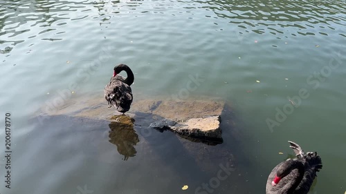 4K Black Swan Standing on Rock in Lake