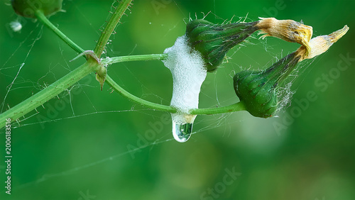 A morning dewdrop about to fall