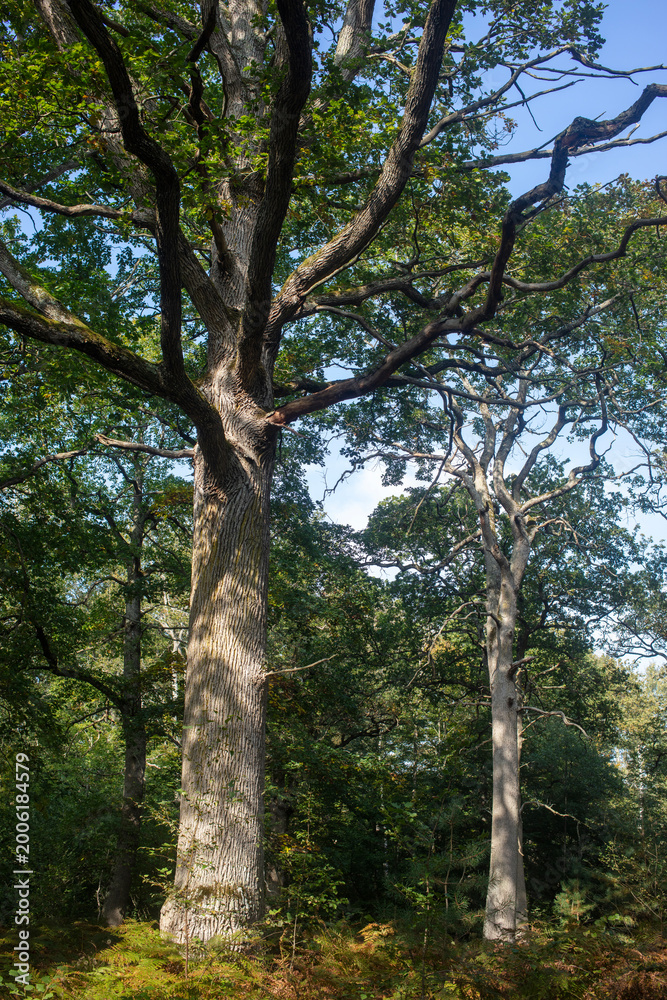 Fototapeta premium Forest