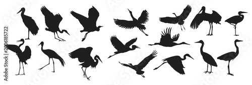 Photography herons silhouettes