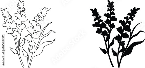 Black silhouette and outline drawing of lavender flower on transparent background.