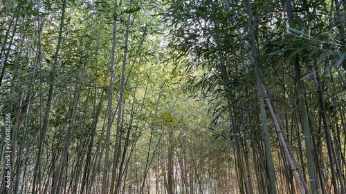 4K Bamboo Forest Sun Flare Yixing China