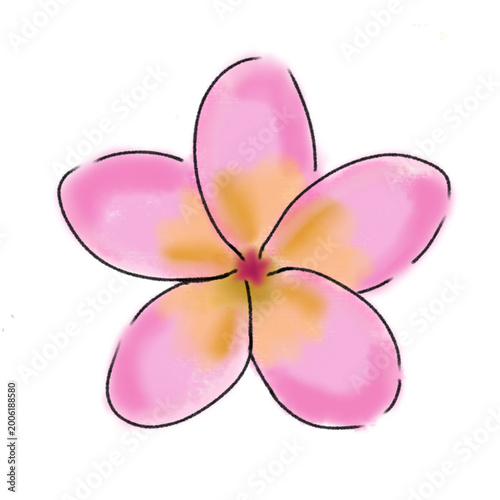 pink frangipani flower