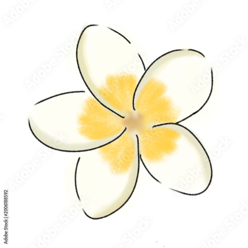 frangipani flower isolated on white