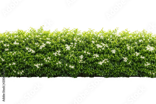 Lush green garden hedge shrubbery with small white flowers in bloom as isolated on transparent background