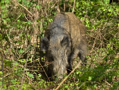 wild boar in the woods