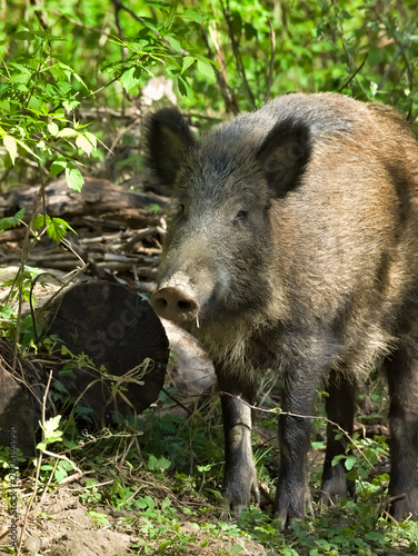 wild boar female