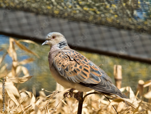 turtle dove on branch