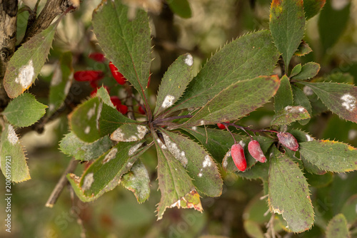 Barberry leaves with visible mildew spots and damage outdoors, plant disease concept, gardening issue, nature close up.