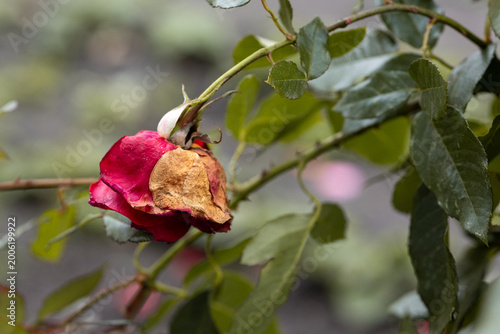 Rose branch with drying flower in garden outdoors, decay concept, natural cycle, seasonal change, nature detail. Rose flower affected by gray mold disease in garden outdoors