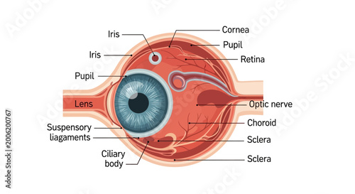 Cuadro en lienzo Detailed Diagram of Human Eye Anatomy with Labeled Parts.