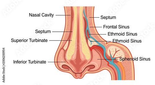 Konstfotografi Detailed Diagram of Human Nasal Cavity and Sinuses Anatomy.