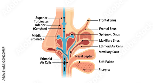 Canvastavla Detailed Diagram of Human Nasal Cavity and Sinuses.