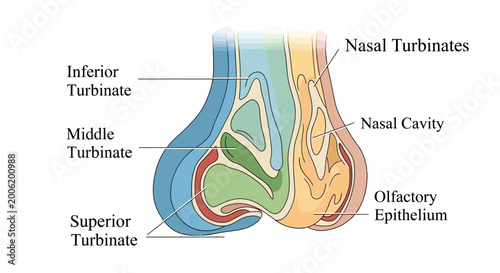 Tableau sur toile Detailed Diagram of Human Nasal Cavity and Turbinates.