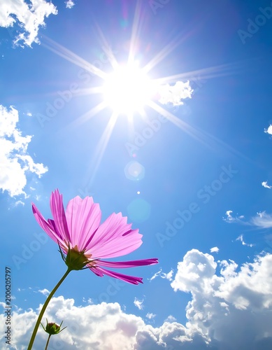 A pink flower against a bright sunny sky with fluffy clouds