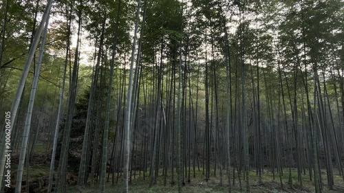 4K Yixing Bamboo Forest Sea Static Landscape