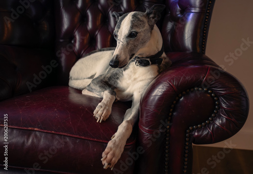 Close-Up of Whippet Resting Comfortably in Armchair