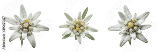 Foto Alpine Edelweiss Flower PNG, Rare Mountain Bloom Isolated on Transparent Background, Botanical Herbal Nature Floral Design Element