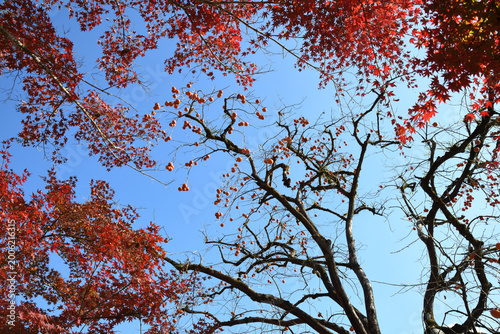 カエデの紅葉を手前に実のついた柿の木
