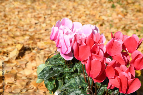 イチョウの落葉をバックにシクラメンの花
