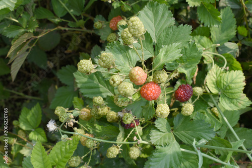 Canvas Print Natural food - fresh unripe blackberries in a garden